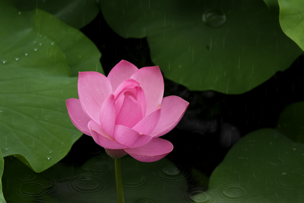 Sementes de Flor de Lótus Sortidas - Image 6