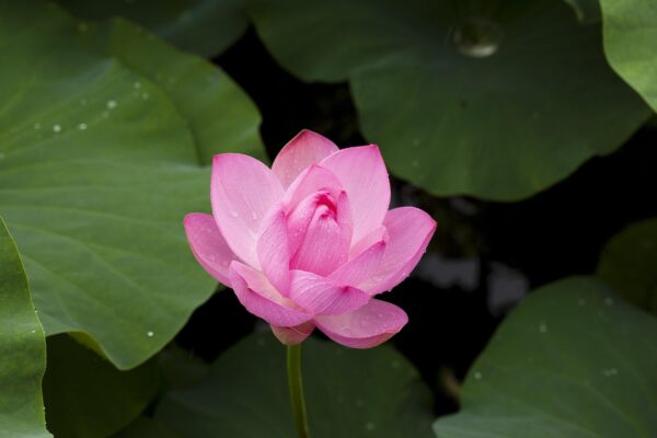 Sementes de Flor de Lótus Sortidas - Image 4
