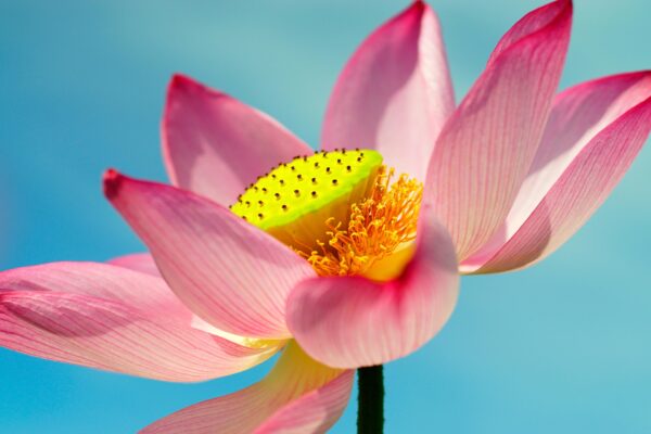 Sementes de Flor de Lótus Sortidas