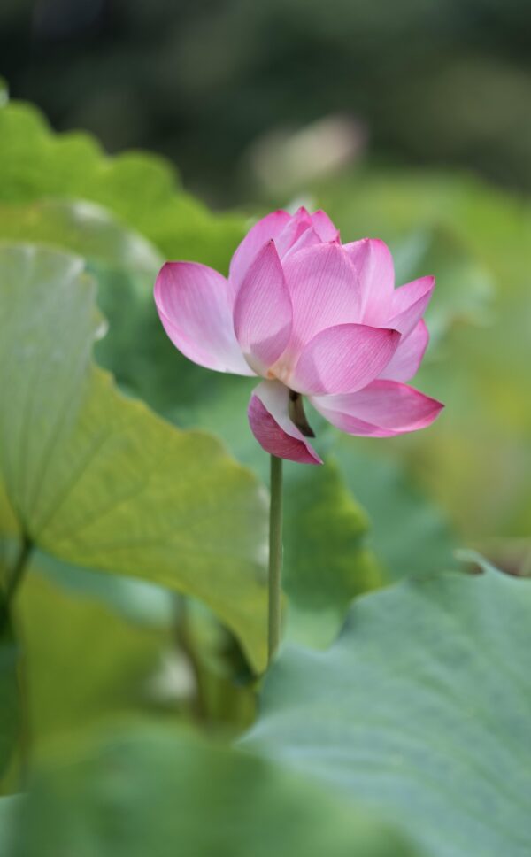 Semente Flor de Lótus Nelumbo Nucifera Rosa - Image 5