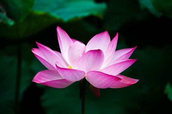 Sementes de Flor de Lótus Sortidas - Image 3